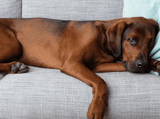 chien malade